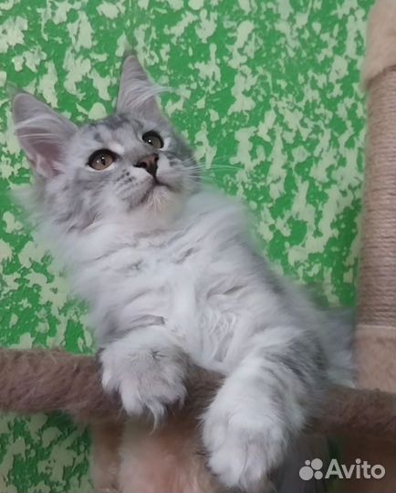 Котята мейн-кун