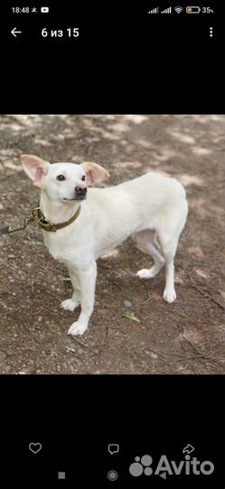 Белая небольшая собачка ищет дом