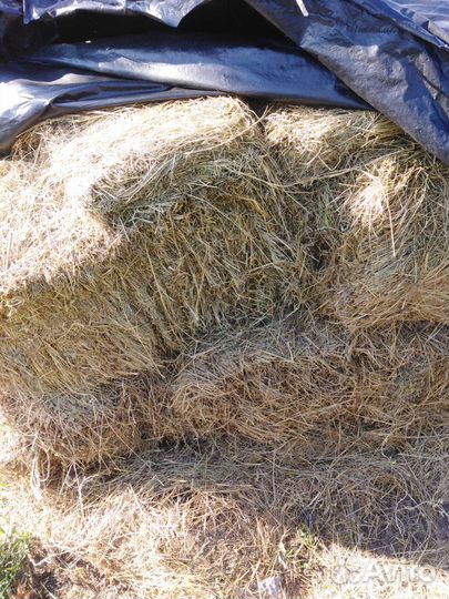 Сено разнотравье в тюках