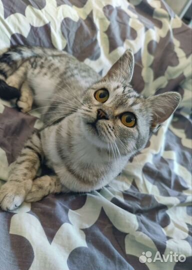 Шотланская кошка ищет дом