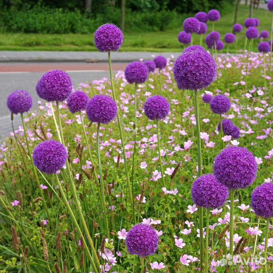 Лук аллиум декоративный