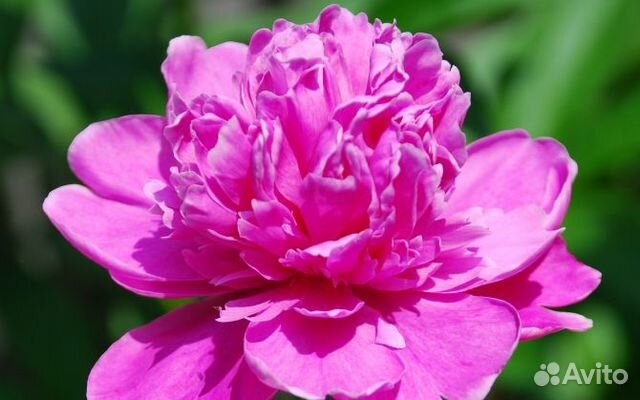 Коричневые ирисы, розовые пионы