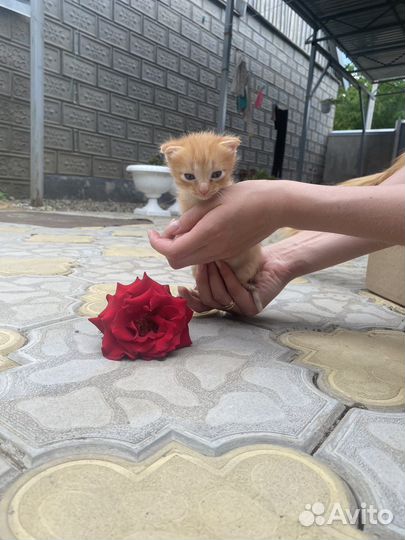 Котятки в добрые руки