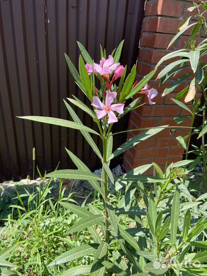 Олеандр розовый