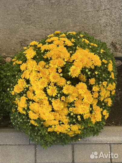 Хризантема шаровидная