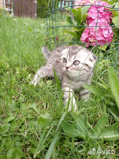 Шотландская