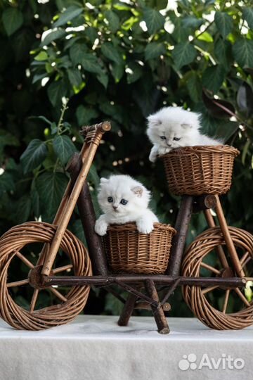 Шотландские котята