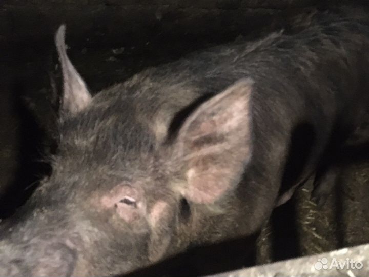 Поросенок ландрас