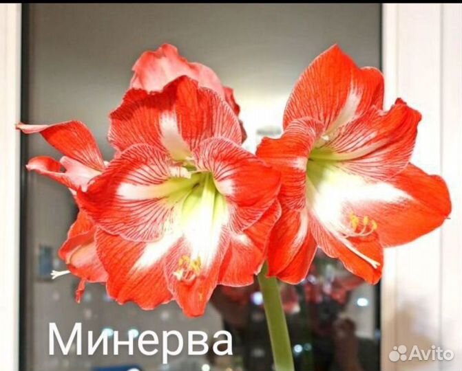 Гиппеаструм