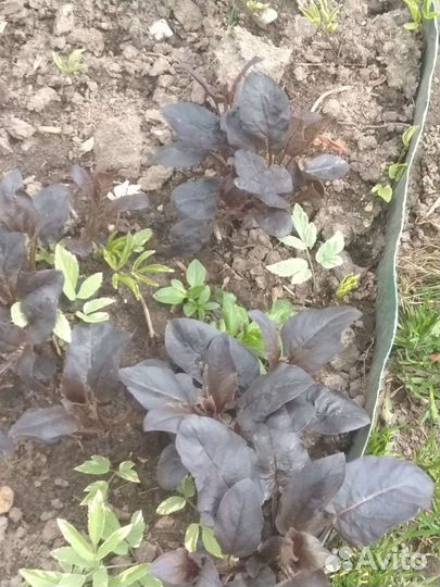 Вербейник краснолистный и обычный