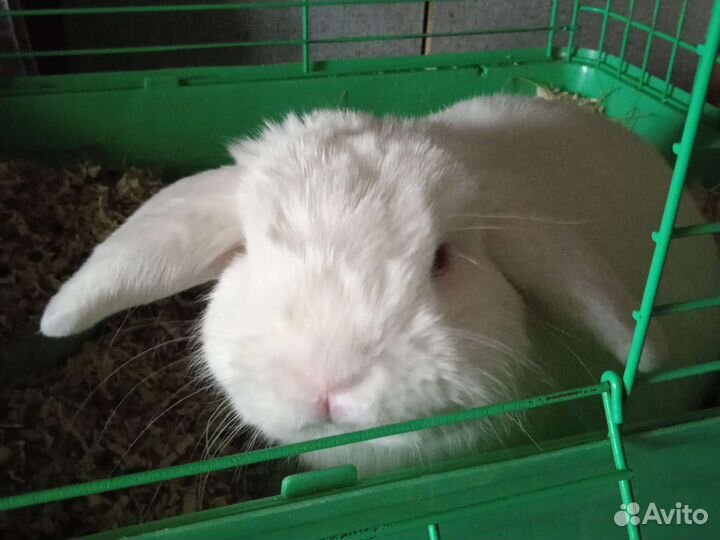 Кролики вислоушки