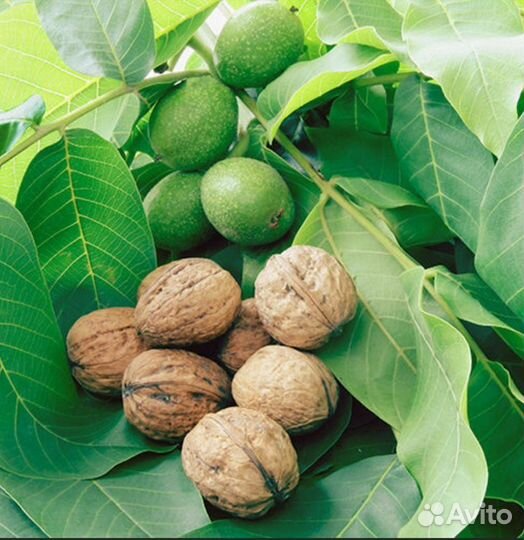 Орех миндаль, грецкий,фундук трапезунд