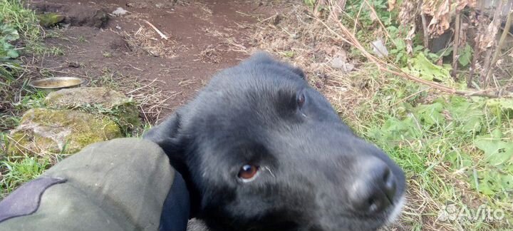 Пес лайки охотничий кабель с мордой медвеженка