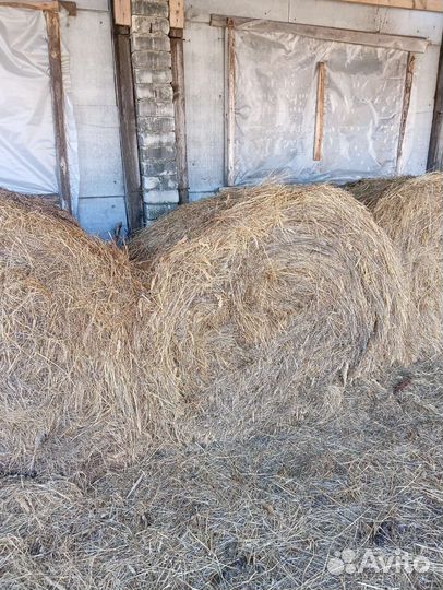 Солома в тюках, сено360 кг, 1.8диаметр, 1.3 ширина