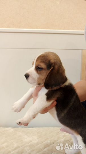 Щенки бигль