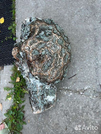 Кап (сувель) берёзовый