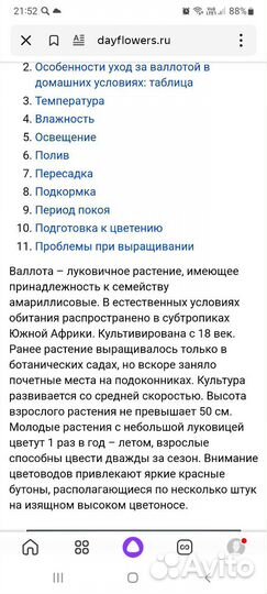 Цветок комнатный