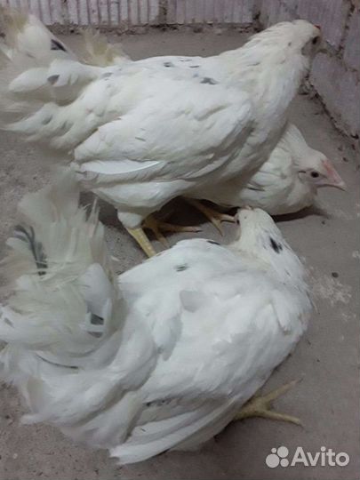 Куры молодка