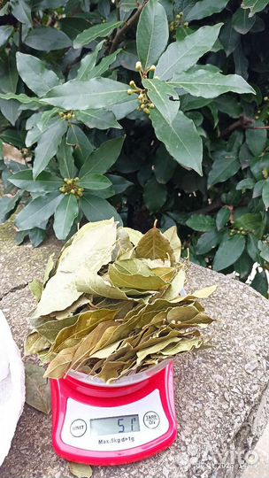 Лавровый лист (сухой)