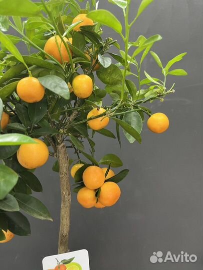 Цитрусовое дерево