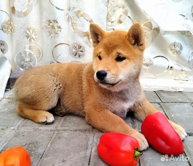 Сиба -ину мальчик