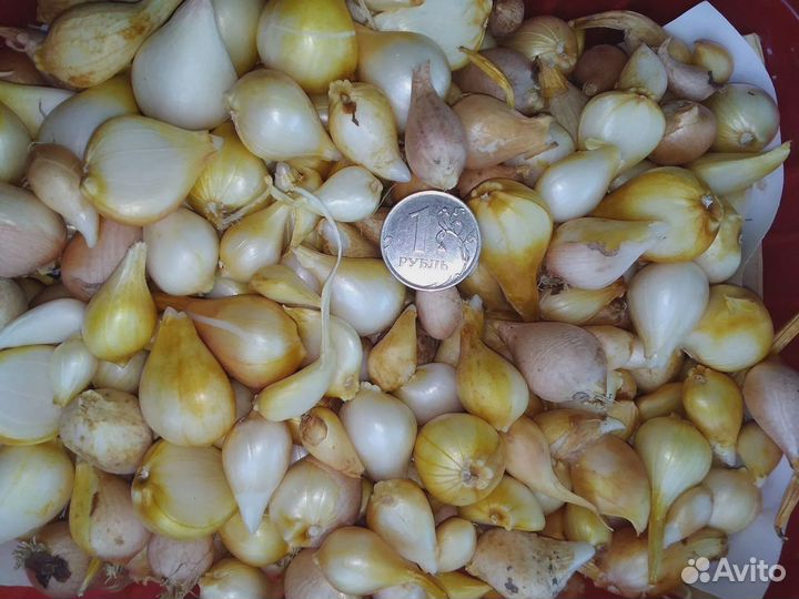 Тюльпаны детки луковиц. Бесплатно