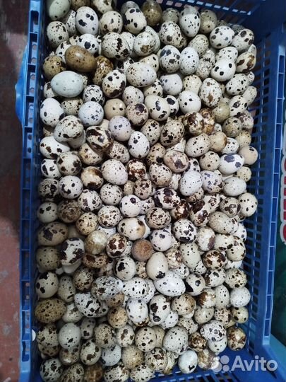 Яйца перепелиные инкубационное