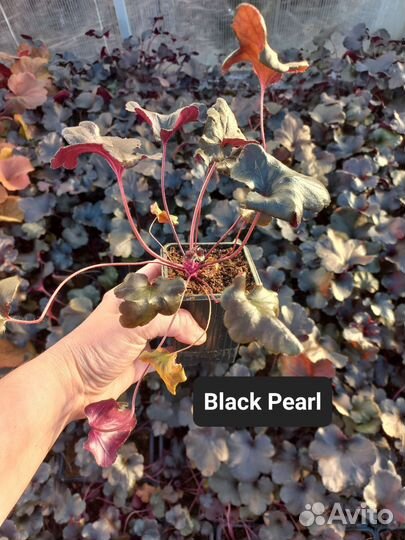 Гейхеры 8 сортов. Саженцы, кассеты. Можно опт