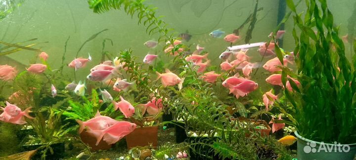 Аквариумные рыбки