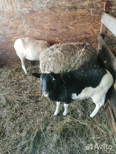 Овцы бараны