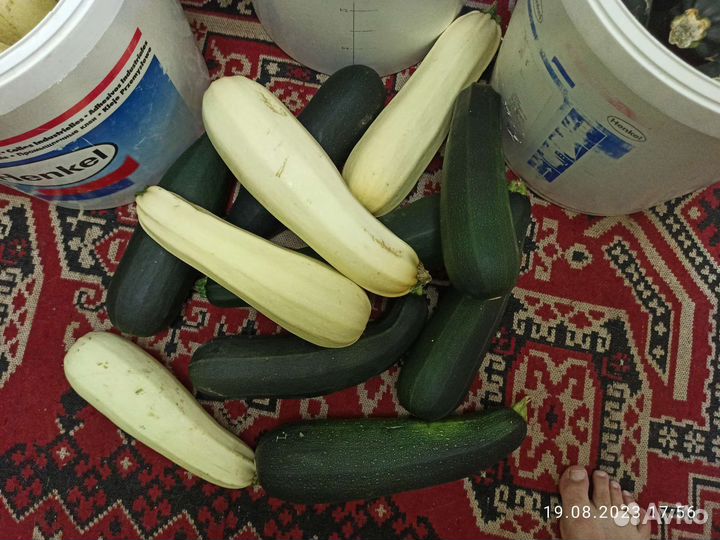Кабачки домашние