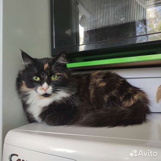 Кошка