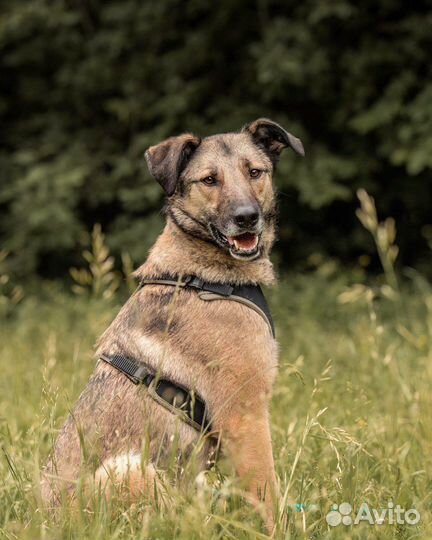 Красавчик Коди в добрые руки