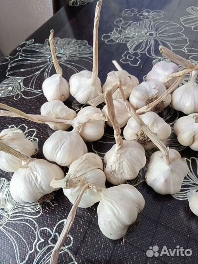 Продам чеснок семенной