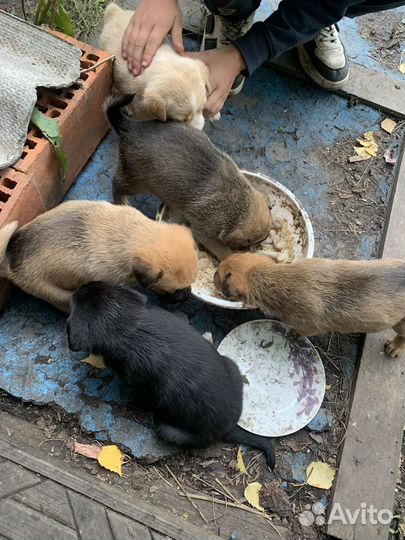 Собака в добрые руки