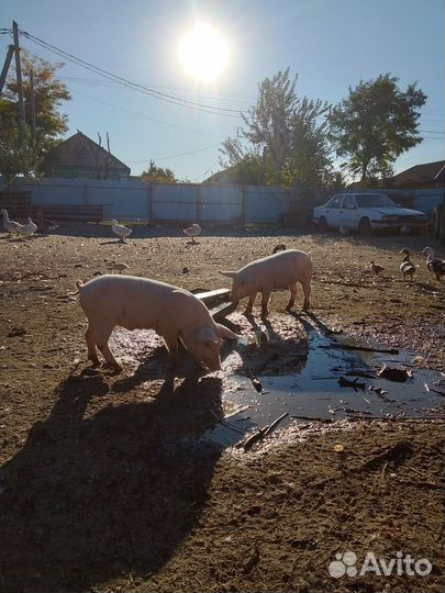Поросята