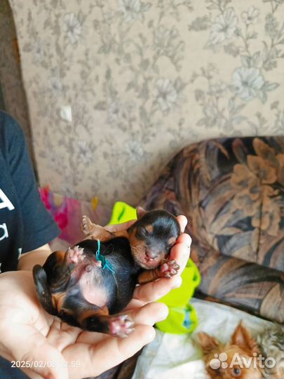 Йоркширский терьер щенки мини