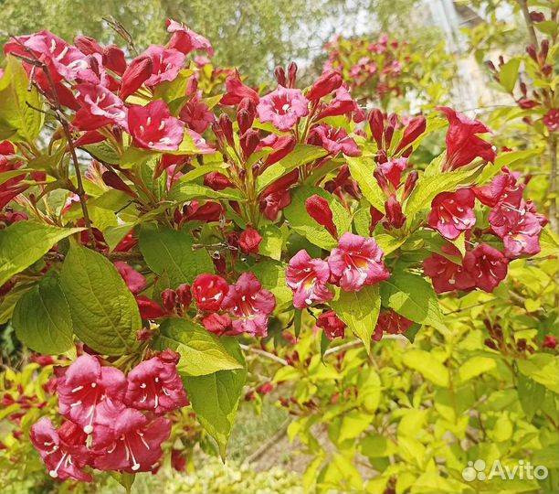 Вейгела Олимпиада