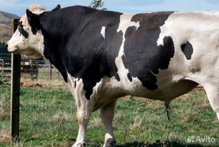 Телята бычки мясные