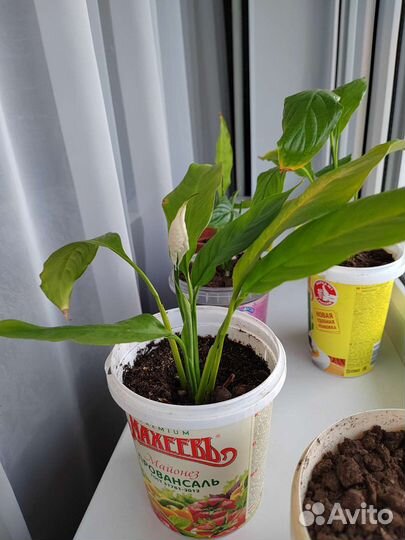 Спатифиллум