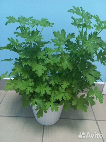 Герань душистая и гибискус