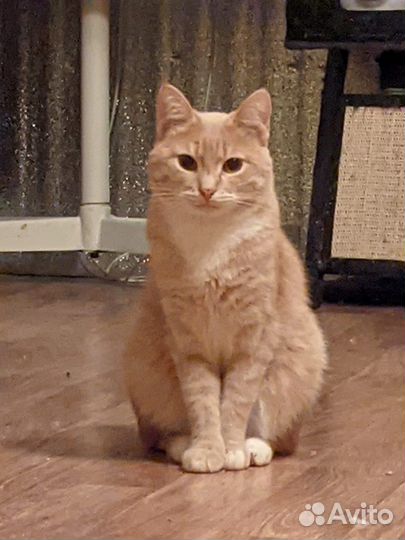 Персик ждет своего человека