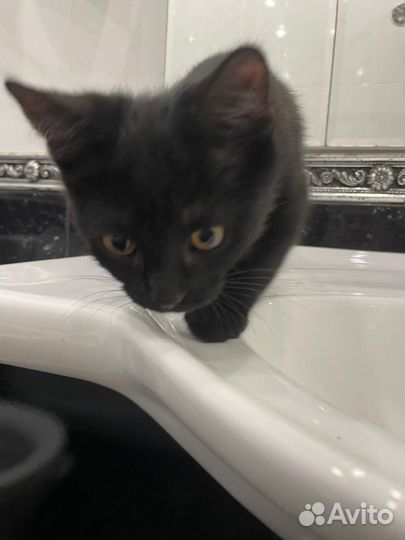 Черный котик в дар