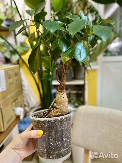 Фикус микрокарпа