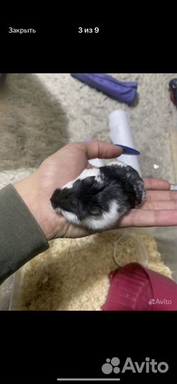 Кемпбелла хомячок