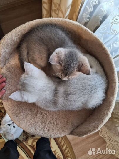 Британские котята шиншилла