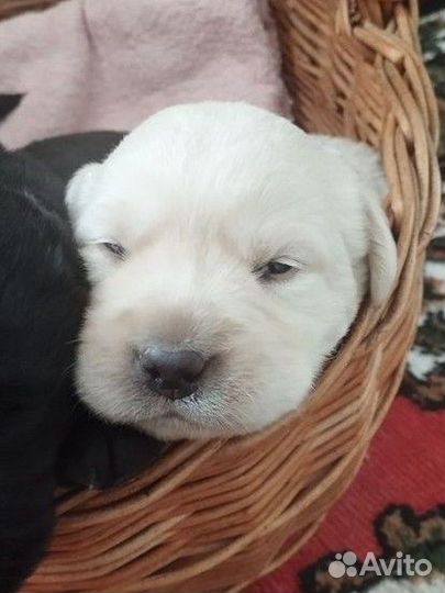 Щенки лабрадора