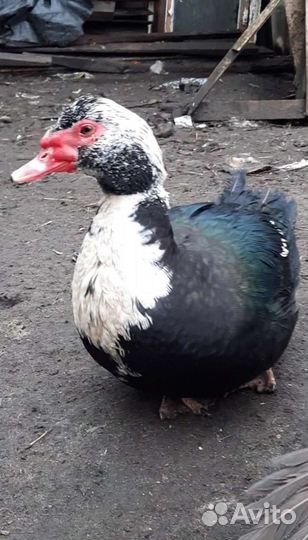 Мускусные утки