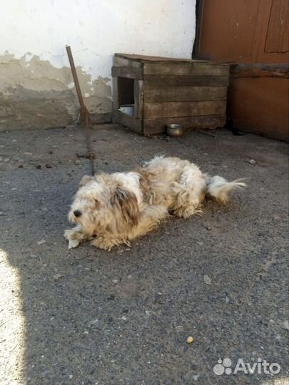 Собака в добрые руки