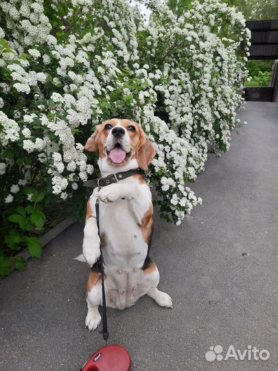 Бигль вязка